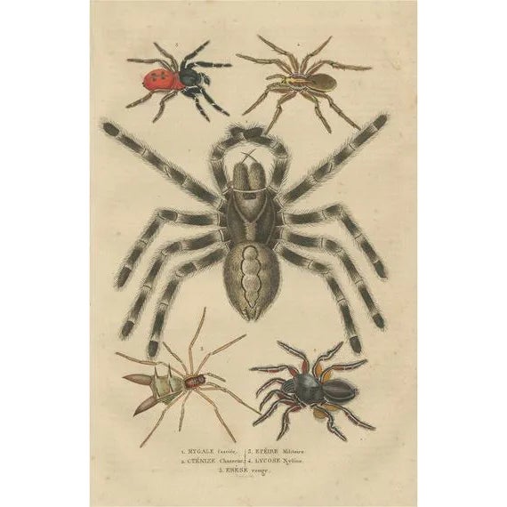 Drapiez, Arachnid Species Study, Handcolored Engraving, 1845, Print For Sale