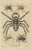 Drapiez, Arachnid Species Study, Handcolored Engraving, 1845, Print For Sale