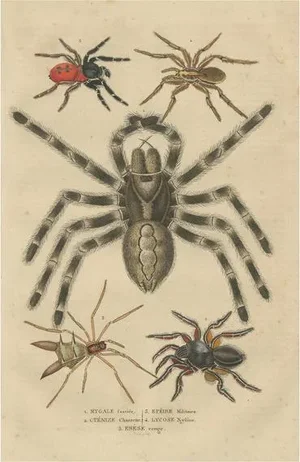 Drapiez, Arachnid Species Study, Handcolored Engraving, 1845, Print