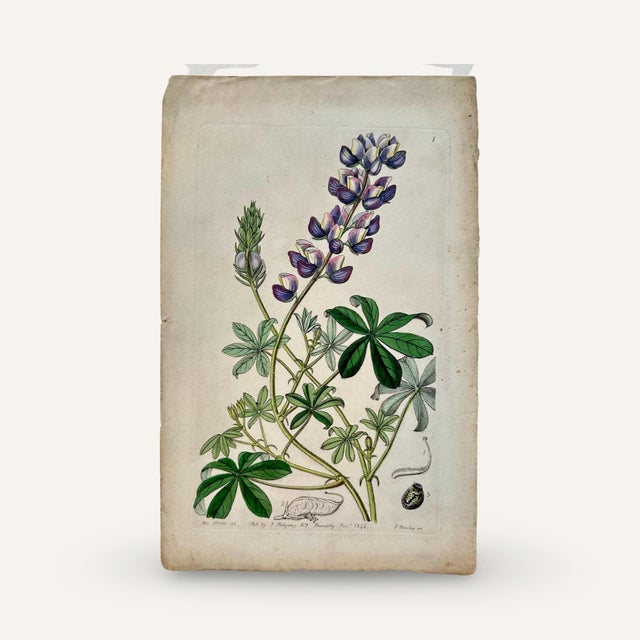 Set of Three 19th Century Hand Colored Copper Plate Engravings of Blue, Yellow and Purple Flowers For Sale - Image 4 of 5
