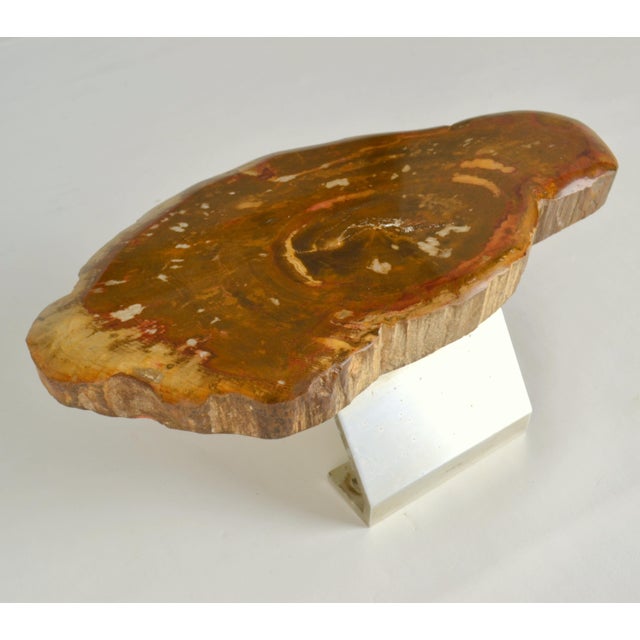 Wood Architectural Push Pull Door Handle in Petrified Wood, 1970s For Sale - Image 7 of 14