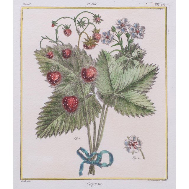 Elisabeth Haussard, Plant Illustrations, 1780, Engravings, Framed, Set of 2 For Sale - Image 15 of 16