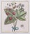 Elisabeth Haussard, Plant Illustrations, 1780, Engravings, Framed, Set of 2 For Sale - Image 15 of 16