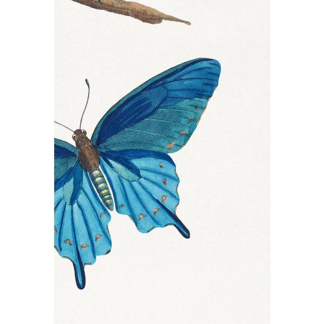 Paper Butterflies by Thomas Say, Vintage Entomology Art Print Reproduction, 24" × 36" For Sale - Image 7 of 8