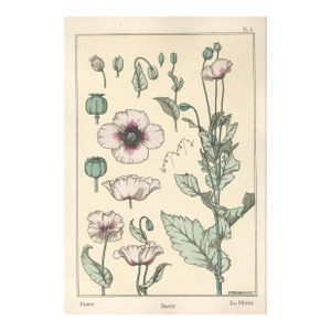 Rare! 1896 Antique French Art Nouveau Botanical Lithograph Pochoir-Grasset-Poppy, Matted