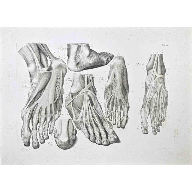 Etching realized by Paolo Mascagni and Antonio Serantoni in the first years of 19th Century, and published in 1810. Plate...