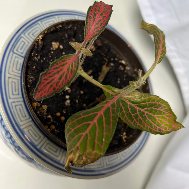 1970s Small Greek Key Blue and White Planter Bowl For Sale In Atlanta - Image 6 of 6