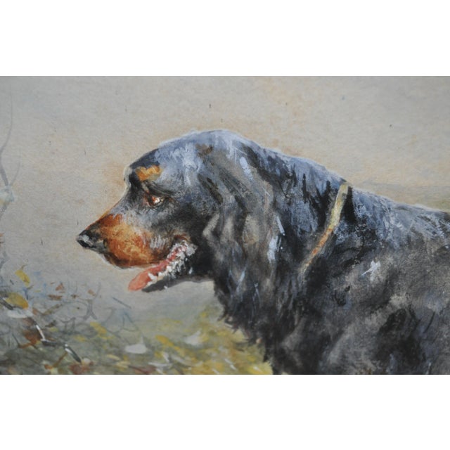 Hunting Dog Hugo Anton Fisher For Sale In San Francisco - Image 6 of 9