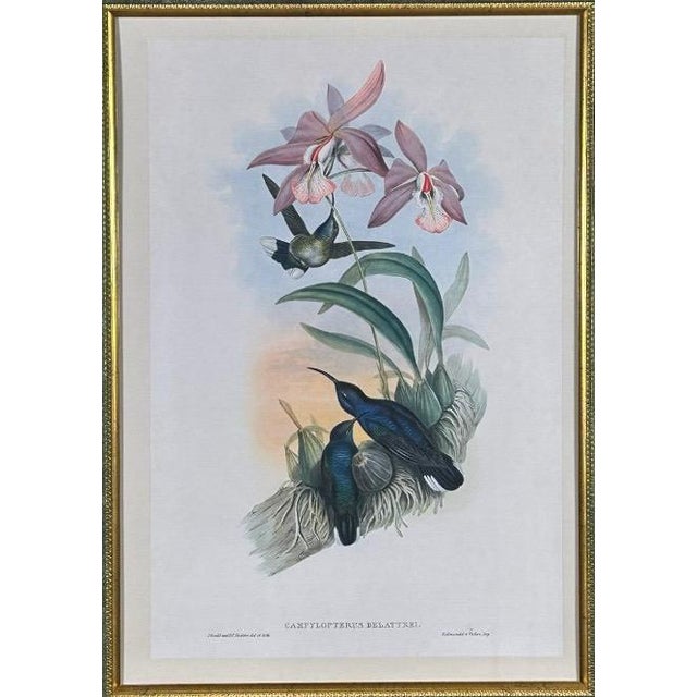 Antique John Gould 1850s Hand Colored Hummingbird Lithograph Campylopterus Delattrei Custom Framed Elevate your space with...