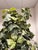 Faux Fiddle Leaf Fig Tree + Tapered Black Planter For Sale In San Francisco - Image 6 of 12