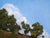 Hindsight by Emma Kalff | Oil on panel Landscape with trees and blue sky. For Sale