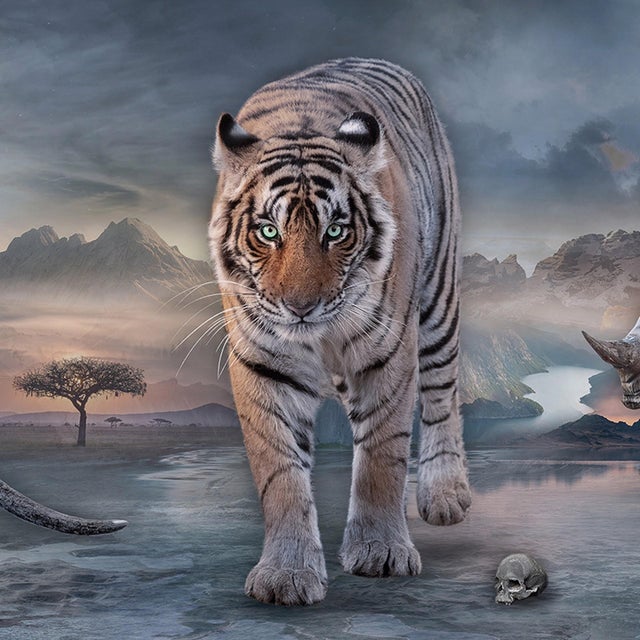 Contemporary Protectors of the Wild Hearts by Marcin Owczarek | Photography of various wild animals in a landscape For Sale - Image 3 of 4