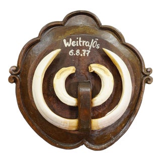 Vintage Wild Boar Teeth Trophy on Wooden Plaque, Austria 1977 For Sale