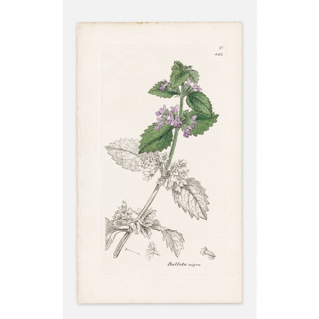 Mid 19th Century Set of Four Antique Hand-Colored Botanical Prints by the Sowerby Family – English Botany Series (C. 19th Century) Set A For Sale - Image 5 of 6
