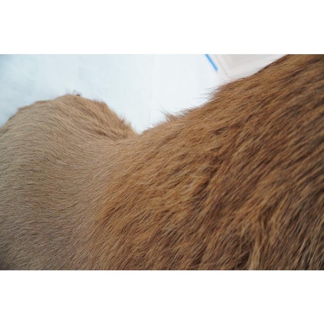 Elk 13 Point Mount Head and Bust For Sale - Image 14 of 18