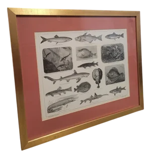Antique Framed Poster Print of Marine Fauna, 1890s-1910s