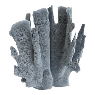 Natural Blue Coral Specimen For Sale