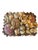 The prettiest shell box with an assortment of shells from around the world encased in unusual shells and lined in a brown...