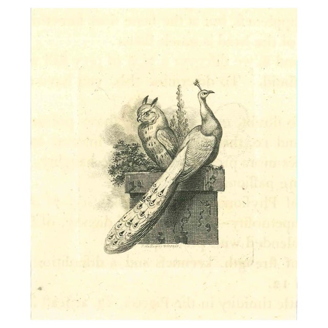 Thomas Holloway, The Physiognomy: The Owl and the Peacock, Etching, 1810 For Sale