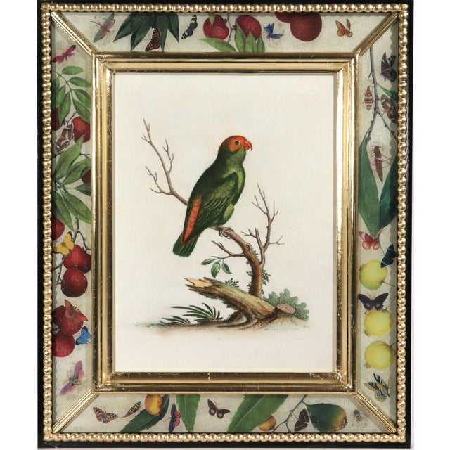 !8th-Century Engraved Prints of Exotic Birds by George Edwards With Decoupage Frames (12) For Sale - Image 13 of 14