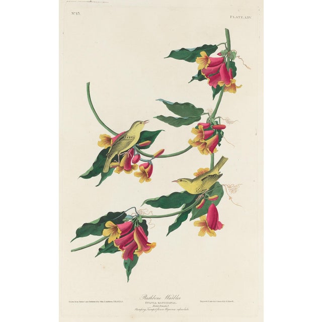 American Vintage Reproductions of 1966 John James Audubon Prints— Sparrow, Warbler, Woodpecker, Starling, Swallow and Catcher - Collection of 4 For Sale - Image 3 of 9
