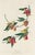 American Vintage Reproductions of 1966 John James Audubon Prints— Sparrow, Warbler, Woodpecker, Starling, Swallow and Catcher - Collection of 4 For Sale - Image 3 of 9