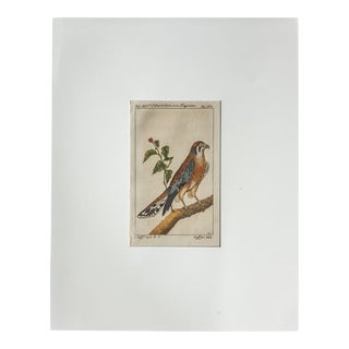 18th Century French Hand Colored Copper Engraving of a Peregrine Falcon by Pauli Buffon, 1781 For Sale