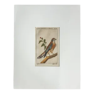 18th Century French Hand Colored Copper Engraving of a Peregrine Falcon by Pauli Buffon, 1781