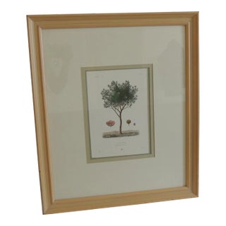 Large Framed Botanical "Ciste De Crete" Giclee Print For Sale