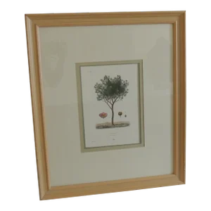 Large Framed Botanical "Ciste De Crete" Giclee Print