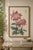 Pink Chrysanthemums, Vintage Japanese Botanical Art Print, 12" X 18" For Sale - Image 9 of 10