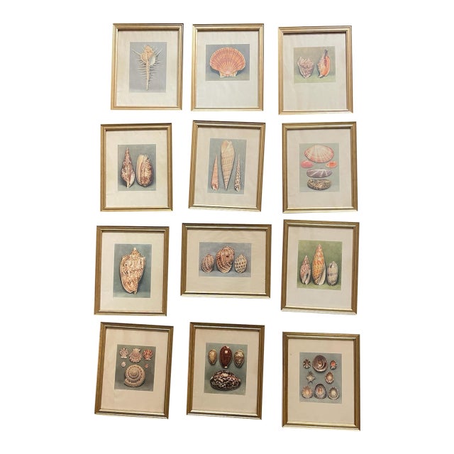 French Shell Art Lithographs- By Paul A. Robert - Set of 12 Circa 1936 For Sale