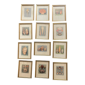 French Shell Art Lithographs- By Paul A. Robert - Set of 12 Circa 1936