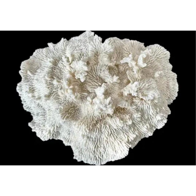 Natural White Coral Reef Specimen #7 For Sale In Tampa - Image 6 of 10