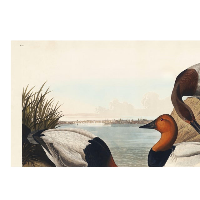 Not Yet Made - Made To Order Canvas Backed Duck, Vintage Art Print Reproduction From Birds of America by John James Audubon, 36″ × 24″ For Sale - Image 5 of 10