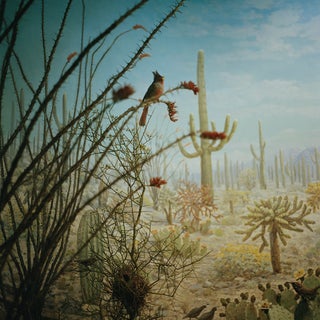 Bird With Cactus For Sale