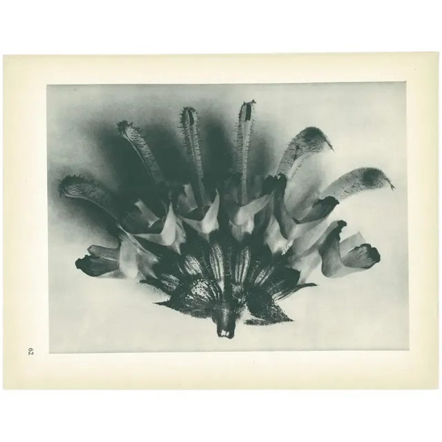 1928 Karl Blossfeldt Original Period Photogravure N62 of Salvia Argentea For Sale In Dallas - Image 6 of 6