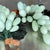Vintage Carved Green Stone Grape Cluster Sculptures - A Pair For Sale - Image 12 of 13