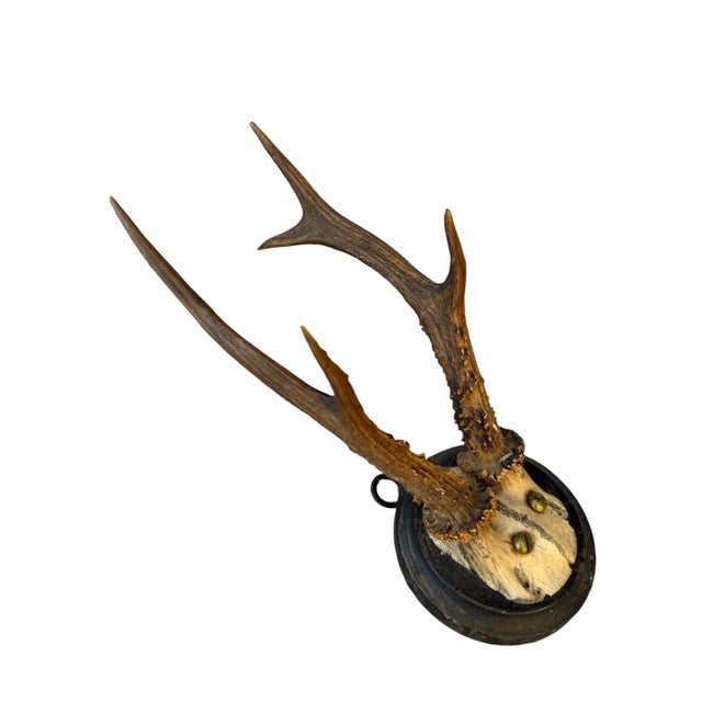 1900 - 1909 Roe Deer Trophy 57 Black Forest Antlers For Sale - Image 5 of 5