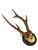 1900 - 1909 Roe Deer Trophy 57 Black Forest Antlers For Sale - Image 5 of 5