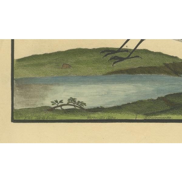 Paper Eleazar Albin, Water Wagtail, 1730, Engraving on Paper For Sale - Image 7 of 10