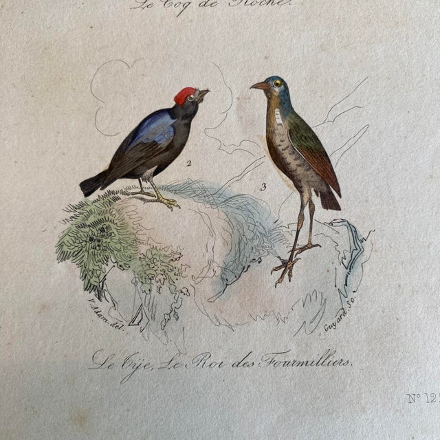 French French Antique 18th Century Bird Engraving Hand Colored Signed Artwork For Sale - Image 3 of 4