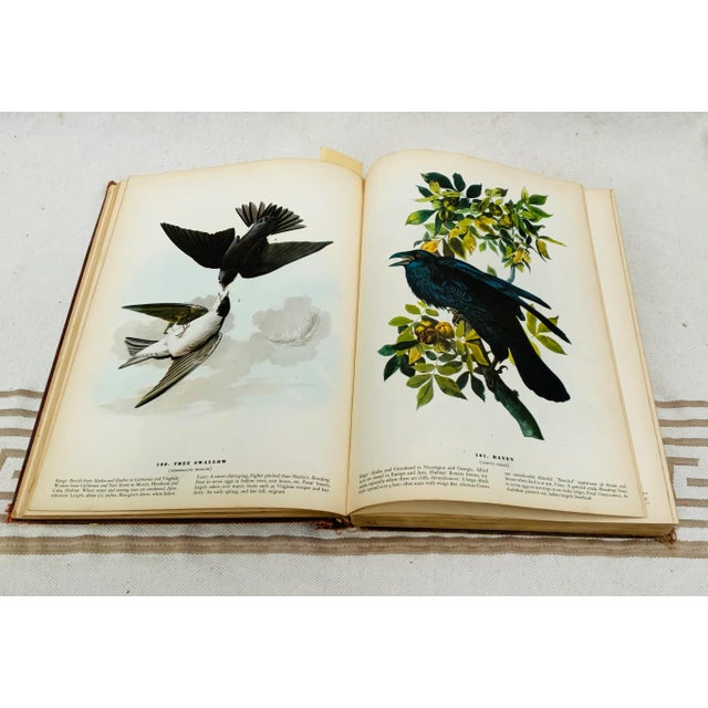The Birds of America by John James Audubon - 1944 Macmillan Edition - 435 Color Plates For Sale - Image 11 of 12
