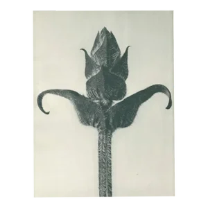 1928 Original Period Photogravure N87 of Brunella Grandiflora by Karl Blossfeldt