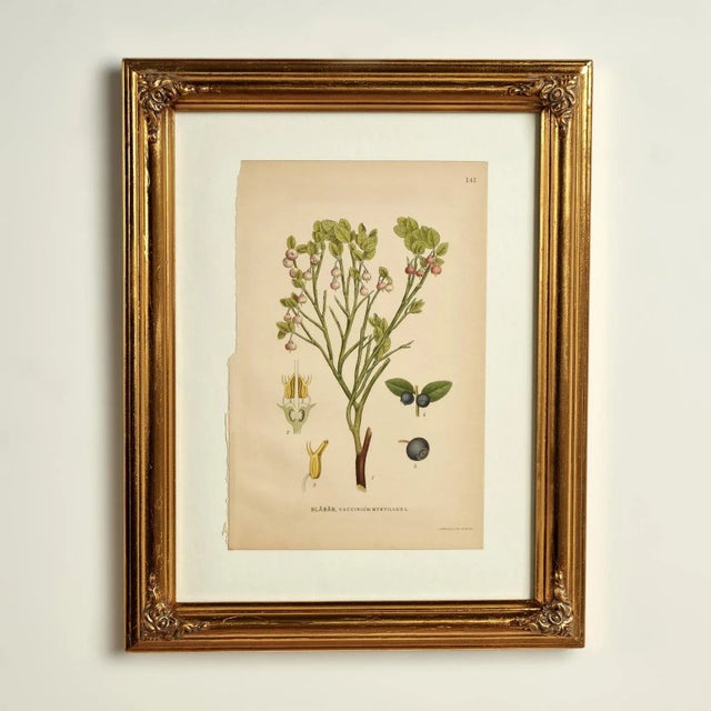 Antique Group of Nine Hand Colored Botanical Prints For Sale - Image 13 of 18