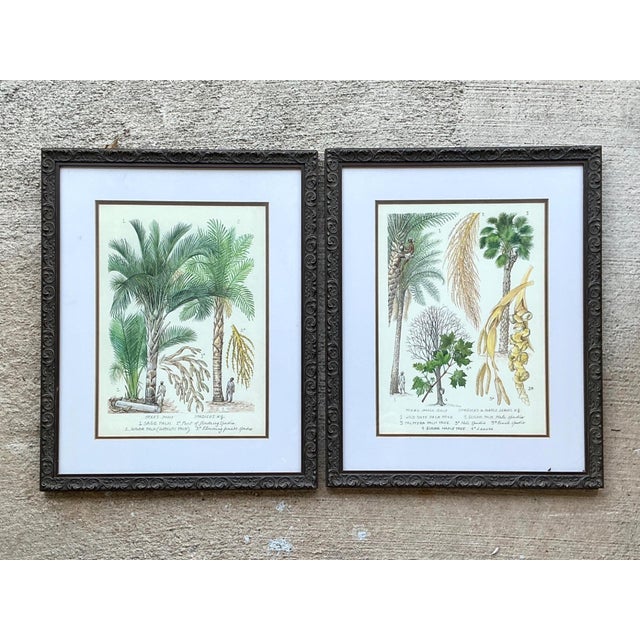 This elegant set of two vintage botanical illustrations captures the timeless allure of tropical flora with academic...