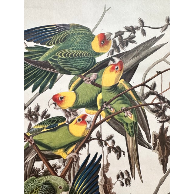 Mid 20th Century Vintage Audubon Carolina Parrots Plate XXVl Lithograph For Sale - Image 10 of 12
