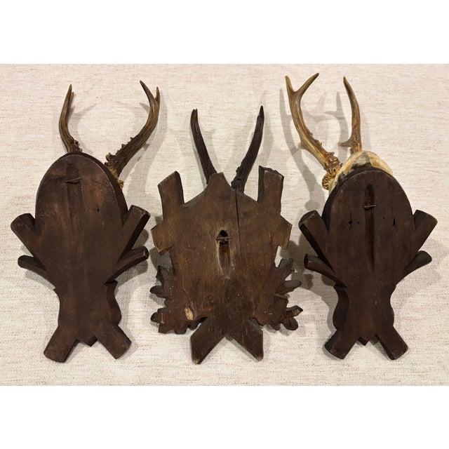 Collection of Antique Black Forest Roe Deer Trophy Antler Mounts - Set of 3 For Sale - Image 17 of 17