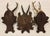 Collection of Antique Black Forest Roe Deer Trophy Antler Mounts - Set of 3 For Sale - Image 17 of 17