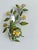 French Tole Painted Daisy Floral Wall Sconces, 1970, Set of 2 For Sale - Image 17 of 18